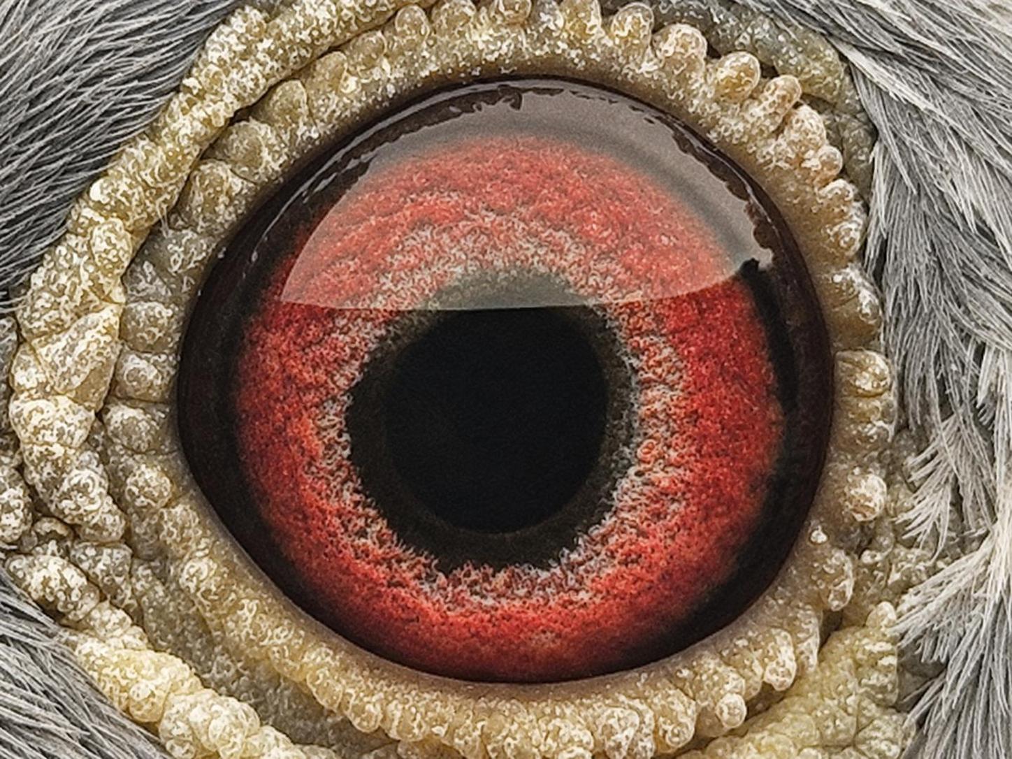 Pigeon eye